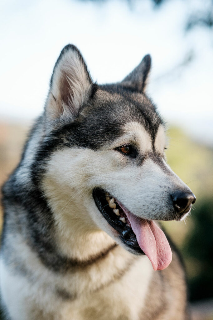 Suyaï. Mère chiot malamute portée 2025