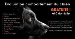 Évaluation chien à domicile