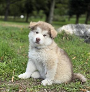 Éduquer son chiot