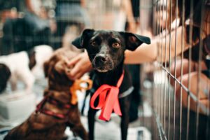 Éduquer un chien adulte