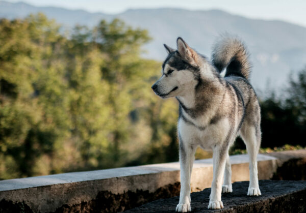 Suyaï. Mère du chiot Malamute portée 2025